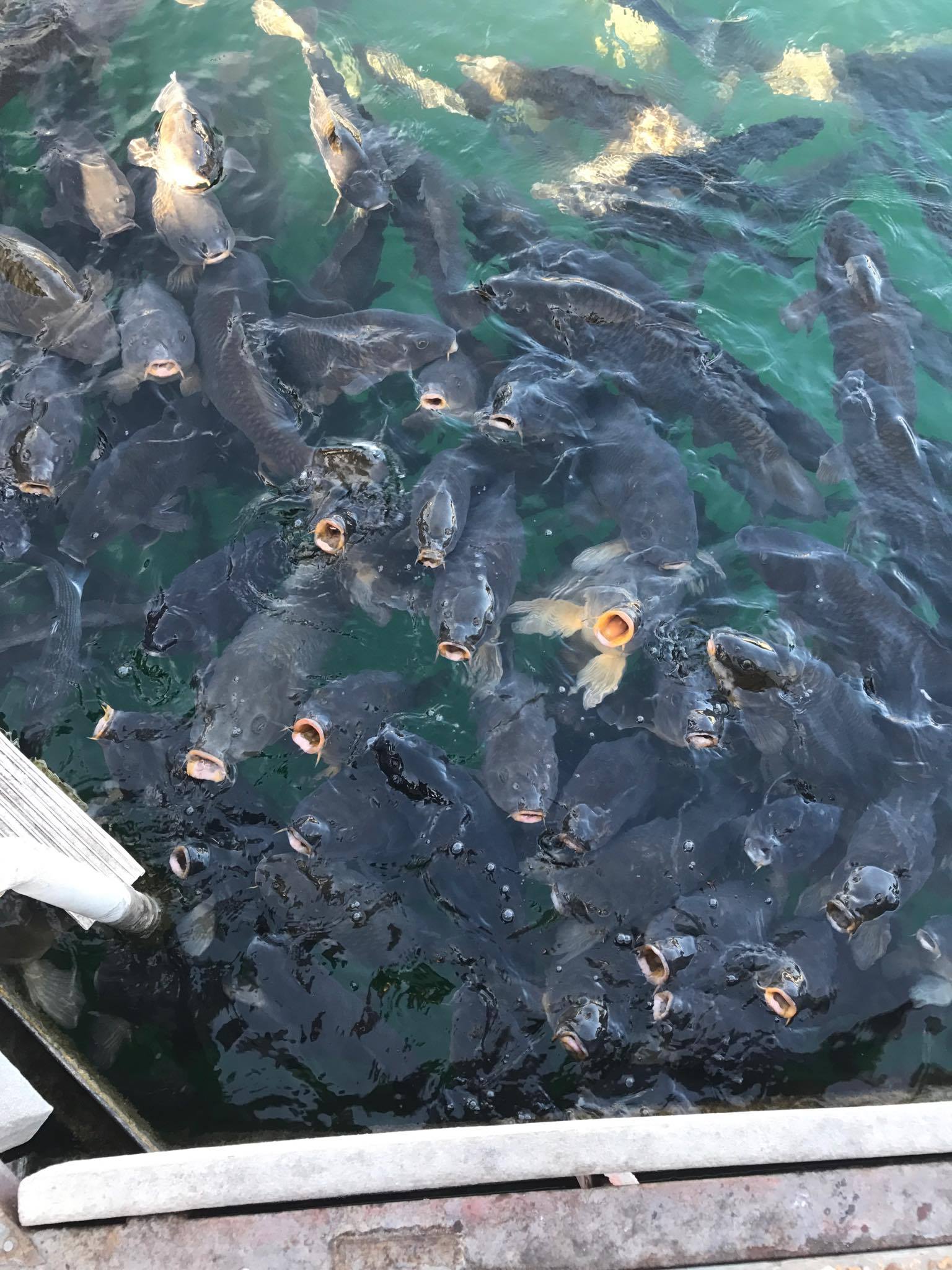 20793516_10154620394821470_927486658_o